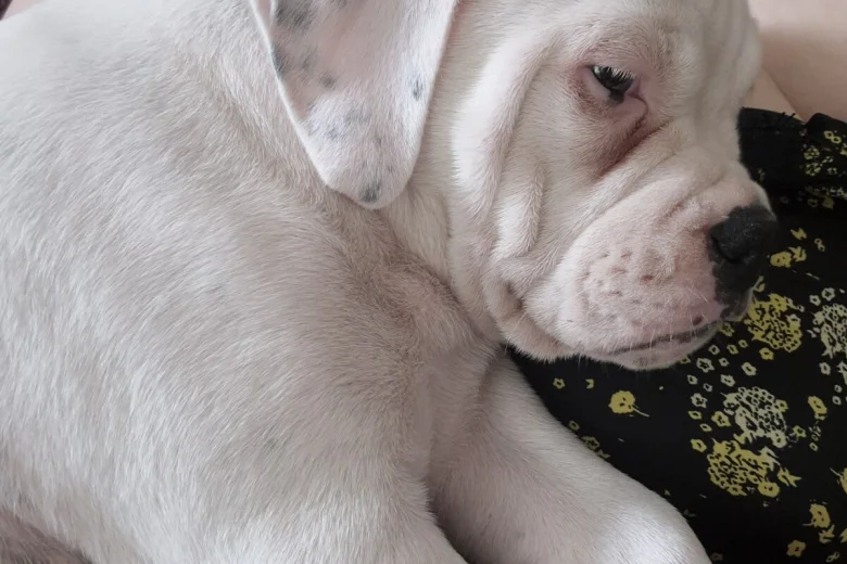 Dorset Olde Tyme Bulldogge