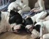 Dorset Olde Tyme Bulldogge