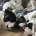 Dorset Olde Tyme Bulldogge