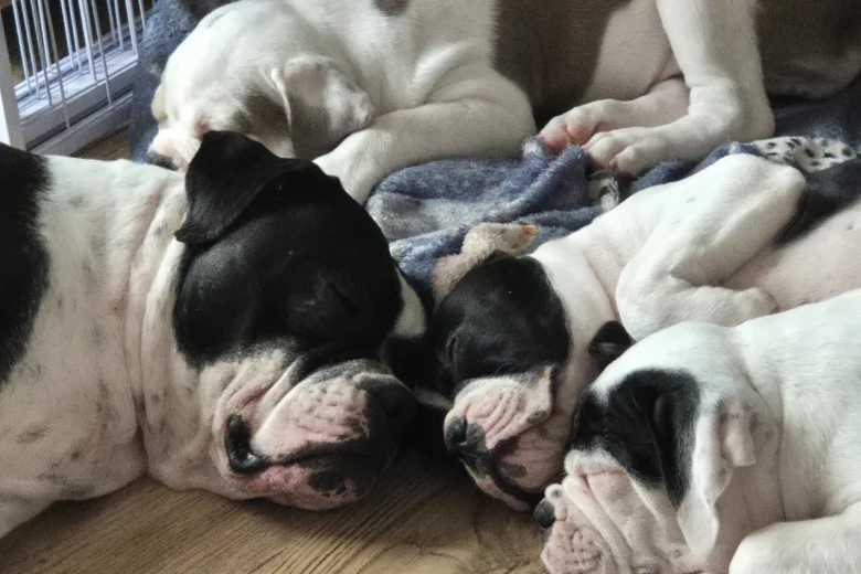 Dorset Olde Tyme Bulldogge