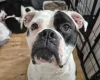 Dorset Olde Tyme Bulldogge