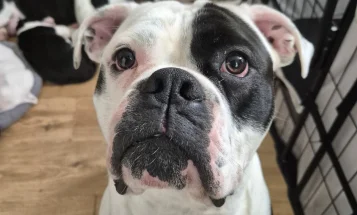 Dorset Olde Tyme Bulldogge
