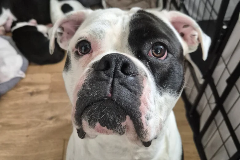 Dorset Olde Tyme Bulldogge