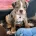 English Bulldog