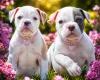 English Bulldog