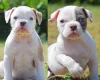 English Bulldog