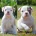 English Bulldog