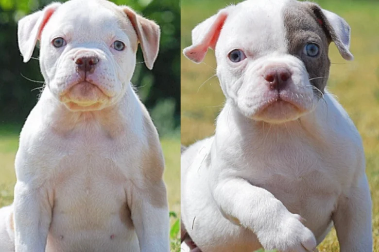 English Bulldog