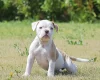 English Bulldog