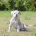 English Bulldog