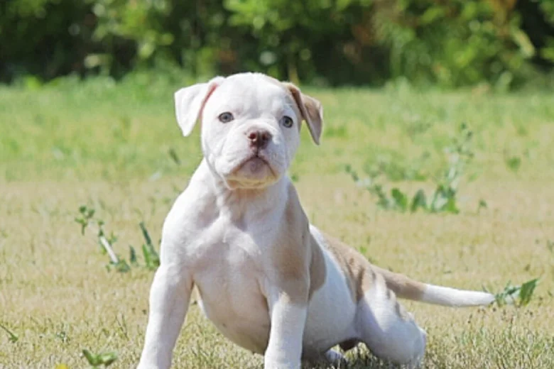 English Bulldog