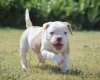 English Bulldog