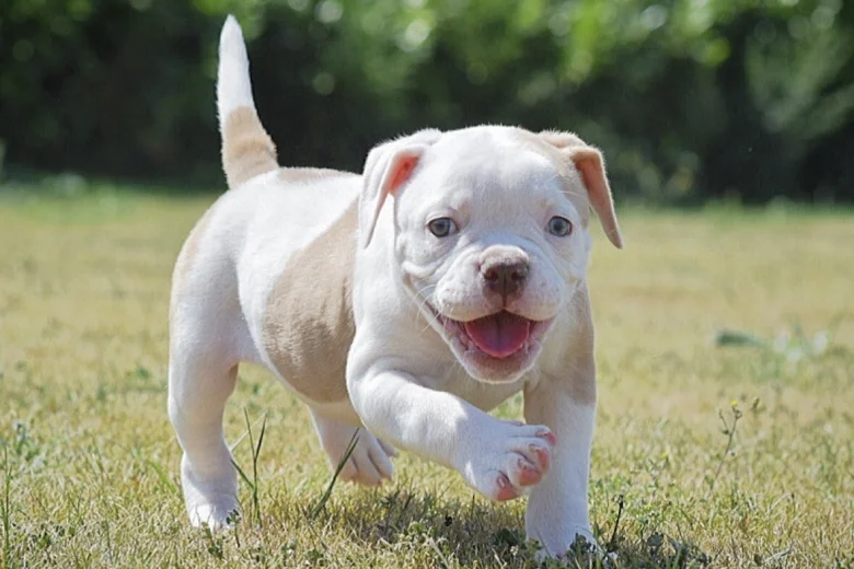 English Bulldog