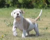 English Bulldog