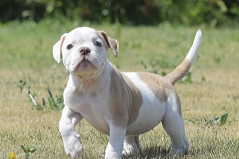 English Bulldog