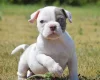 English Bulldog