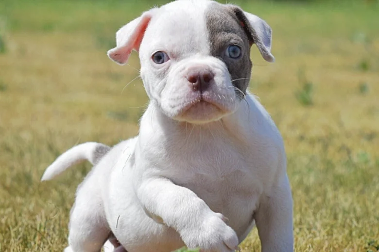 English Bulldog