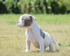English Bulldog