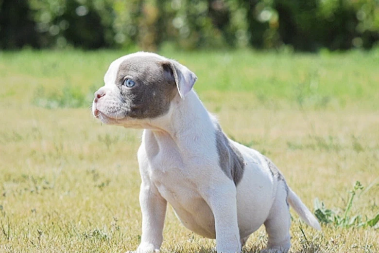 English Bulldog