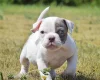 English Bulldog