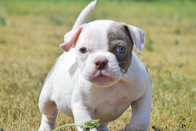 English Bulldog