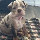 English Bulldog