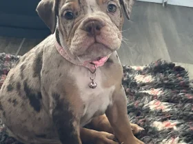 English Bulldog