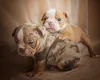 English Bulldog