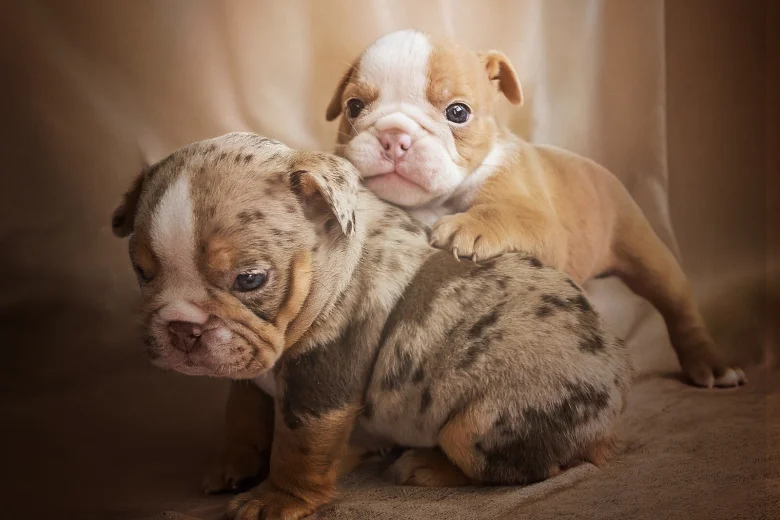 English Bulldog