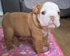English Bulldog