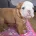English Bulldog