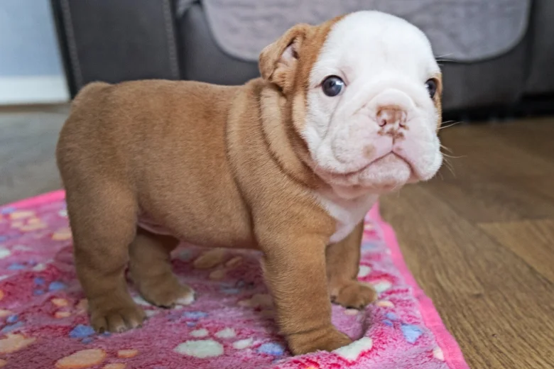 English Bulldog
