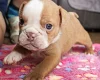 English Bulldog