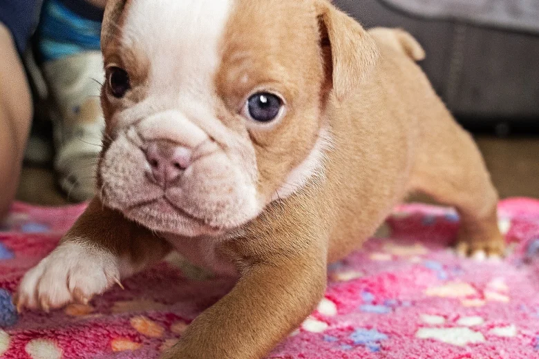 English Bulldog