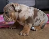 English Bulldog