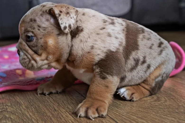 English Bulldog