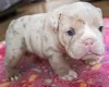 English Bulldog