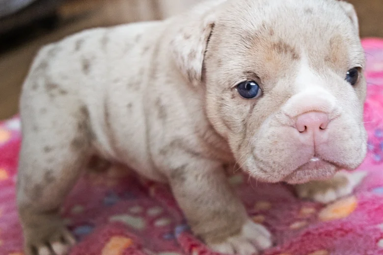 English Bulldog