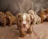 English Bulldog
