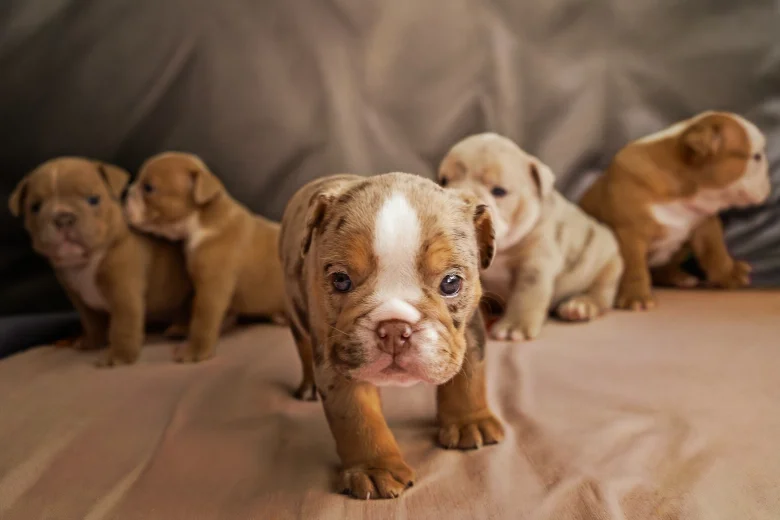 English Bulldog