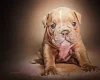 English Bulldog
