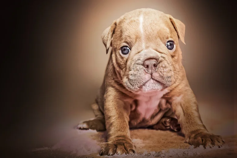 English Bulldog