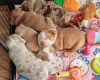 English Bulldog