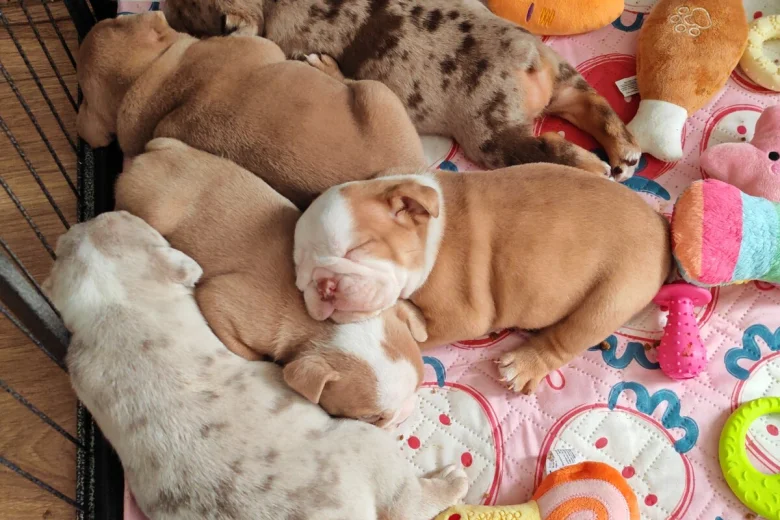 English Bulldog