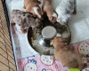 English Bulldog