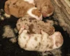 English Bulldog