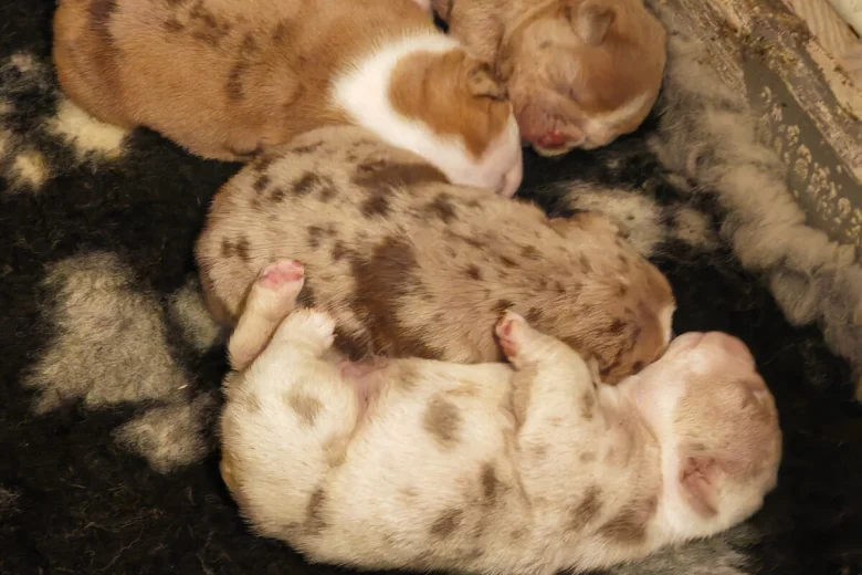 English Bulldog