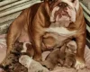 English Bulldog