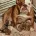 English Bulldog