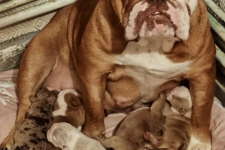 English Bulldog